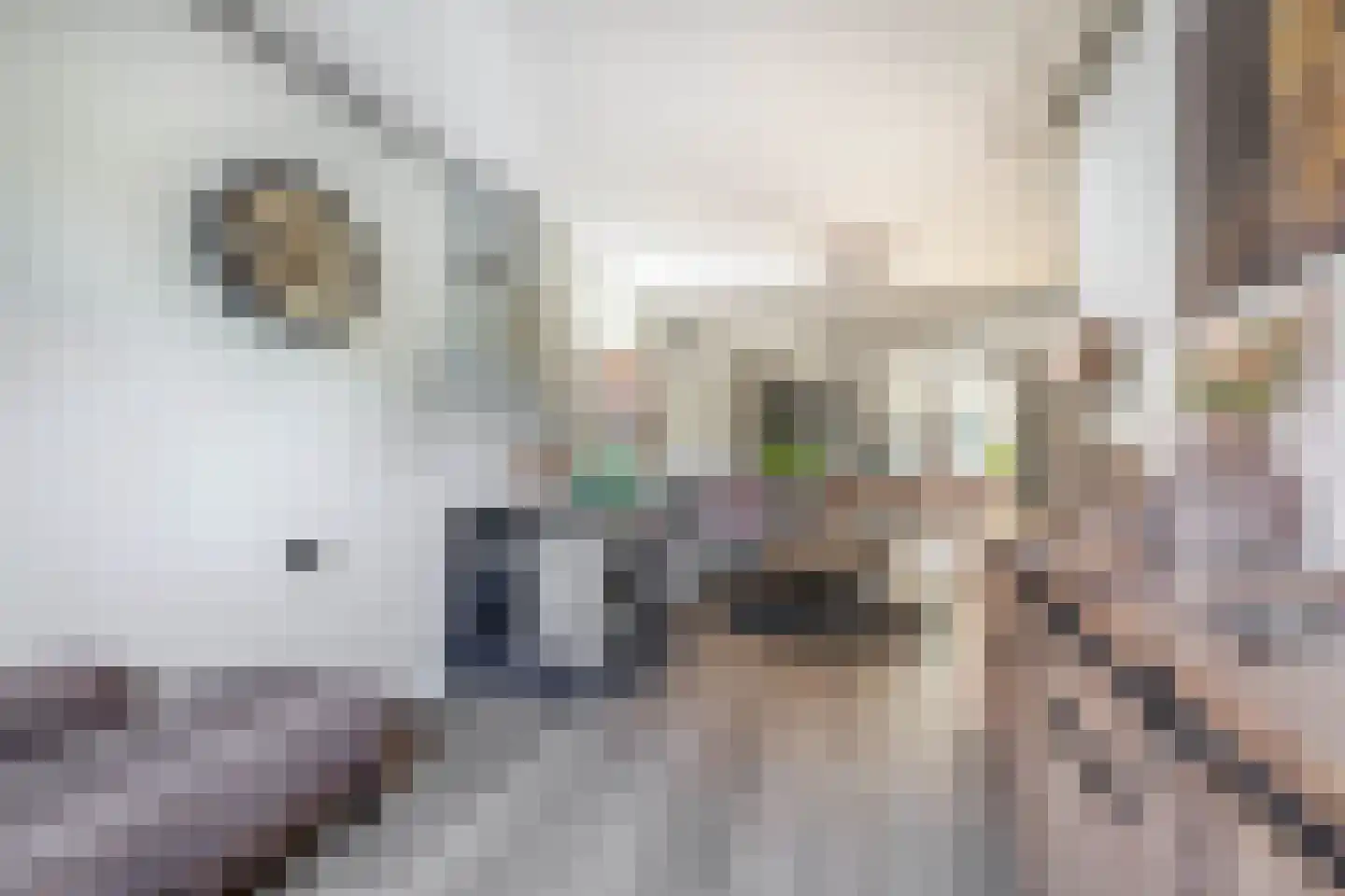 Leeuwerikstraat 52 Venlo thumbnail 5