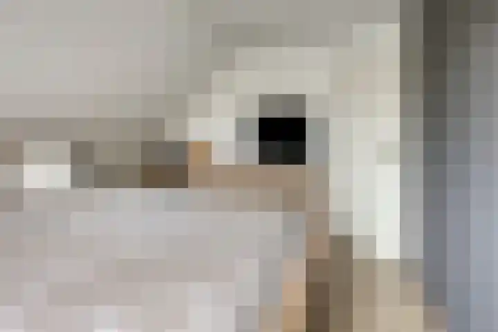Leeuwetand 1 Heerenveen thumbnail 35
