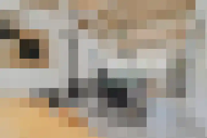 Leeuwkesdries 1 Galder thumbnail 51