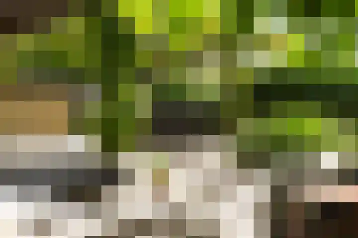 Leeuwkesdries 1 Galder thumbnail 60
