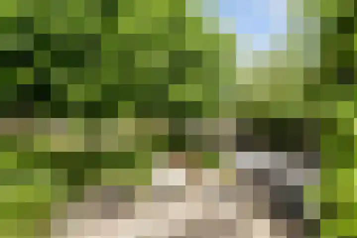 Leeuwkesdries 1 Galder thumbnail 61