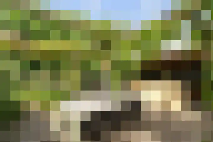 Leeuwkesdries 1 Galder thumbnail 62