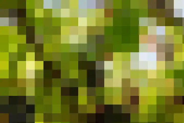 Leeuwkesdries 1 Galder thumbnail 63
