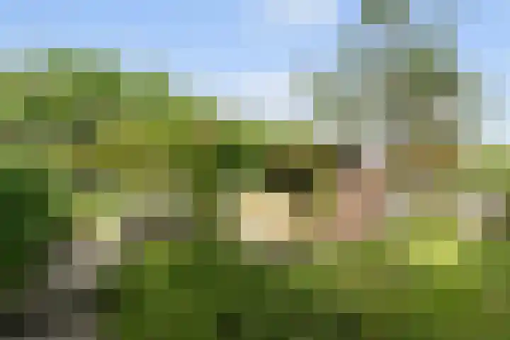 Leeuwkesdries 1 Galder thumbnail 64