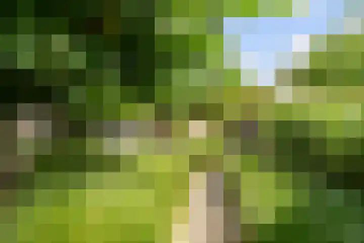 Leeuwkesdries 1 Galder thumbnail 65