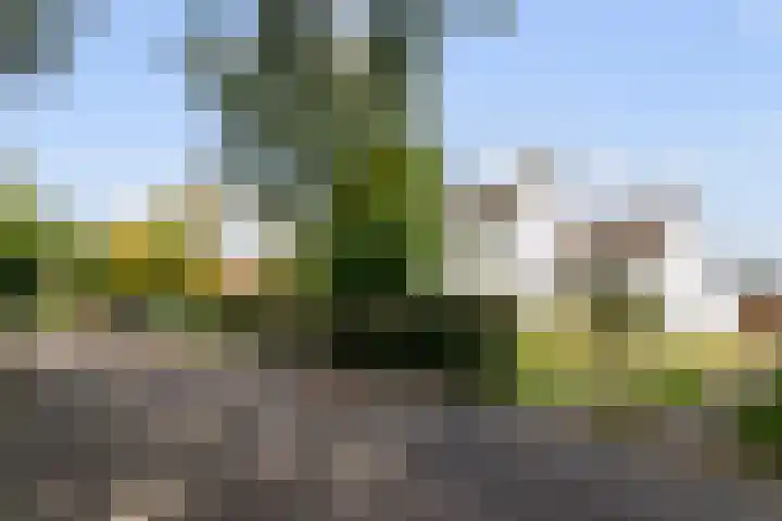 Leeuwkesdries 1 Galder thumbnail 67