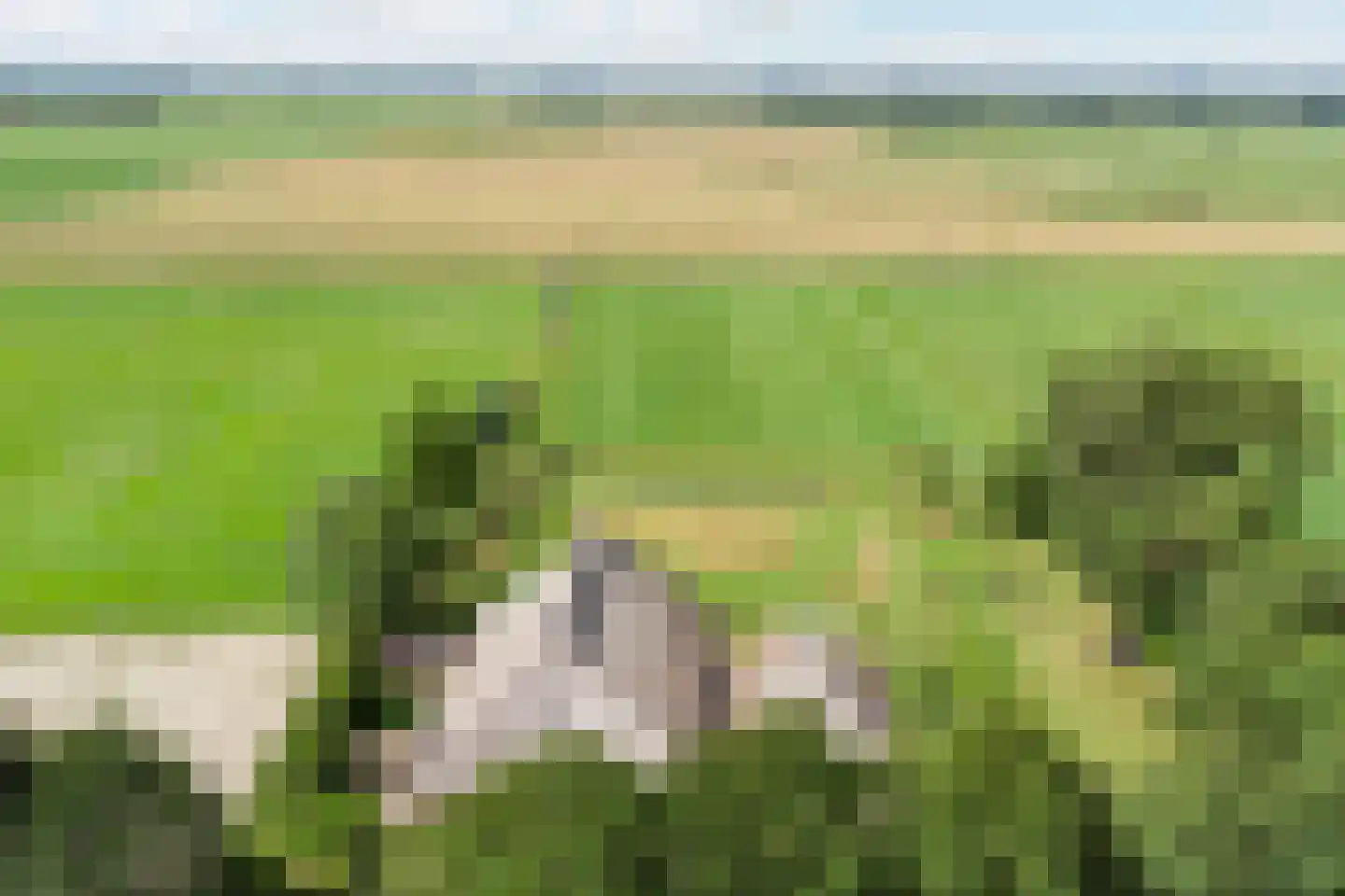 Leeuwte 51 Sint Jansklooster thumbnail 5