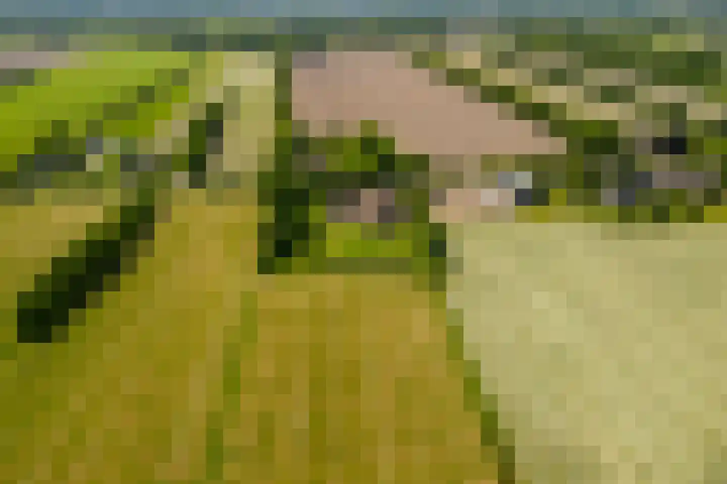 Leeuwte 51 Sint Jansklooster thumbnail 72
