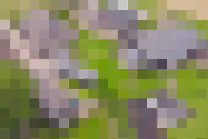Leeuwte 65 Sint Jansklooster thumbnail 47