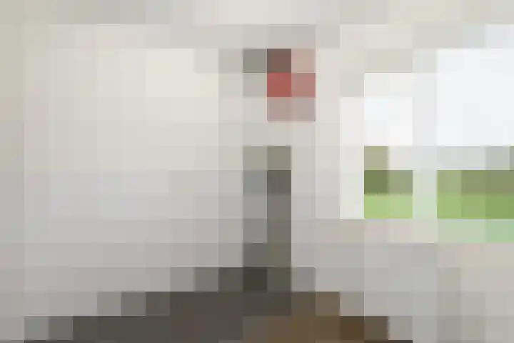 Legauke 4 Opeinde thumbnail 19
