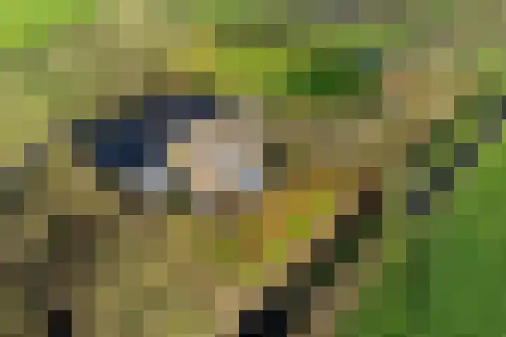 Lege Hearewei 45 Stiens thumbnail 51