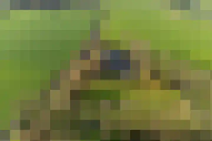 Lege Hearewei 45 Stiens thumbnail 54