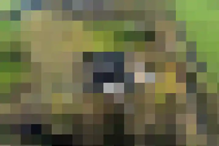 Lege Hearewei 45 Stiens thumbnail 55