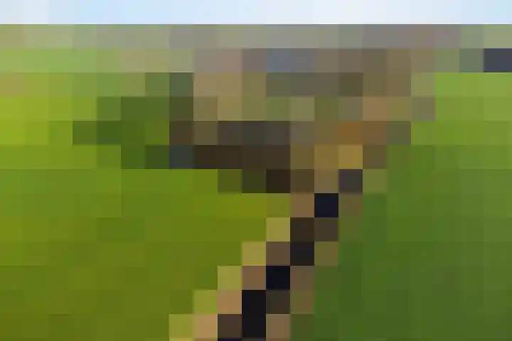 Lege Hearewei 45 Stiens thumbnail 57