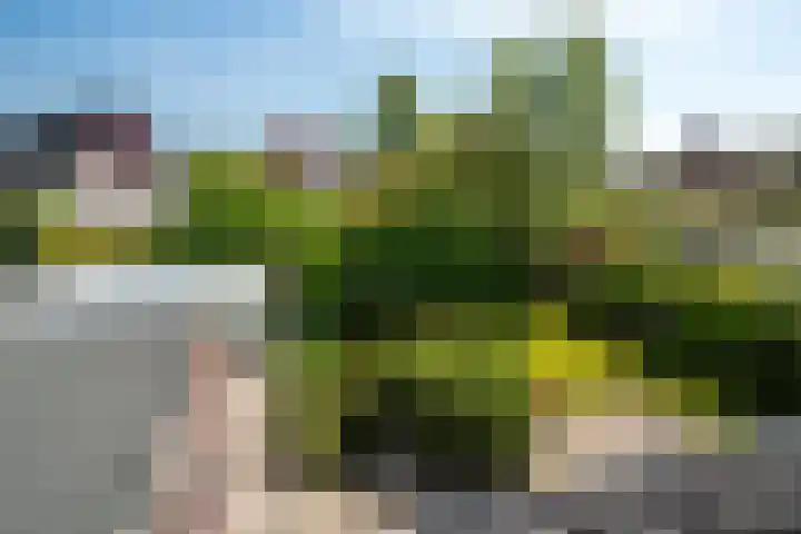 Lege Hearewei 50 Stiens thumbnail 52