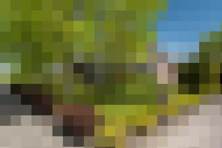 Lege Hearewei 50 Stiens thumbnail 7
