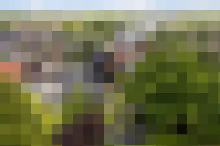 Lege Hearewei 9 Stiens thumbnail 57