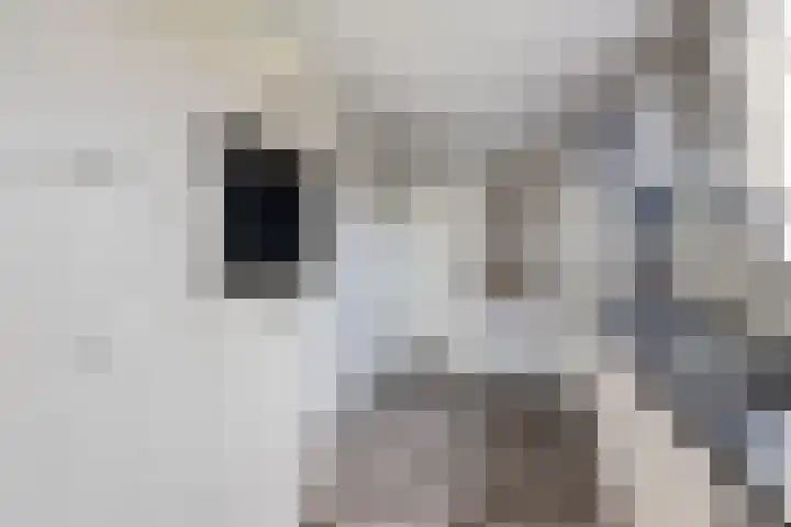 Lege Leane 6 Oudemirdum thumbnail 14