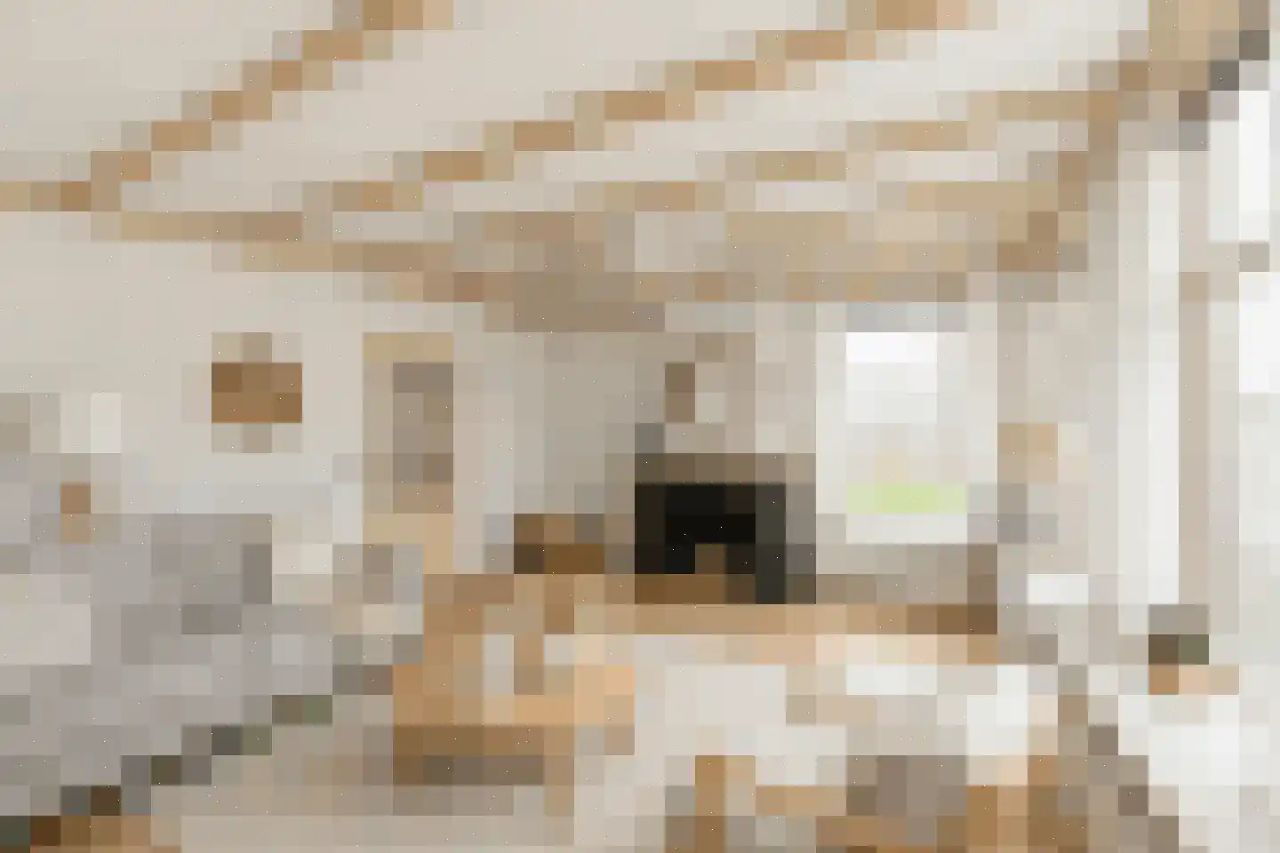Legedyk 21 Scharnegoutum thumbnail 15