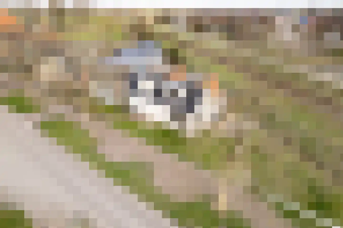 Legedyk 21 Scharnegoutum thumbnail 4