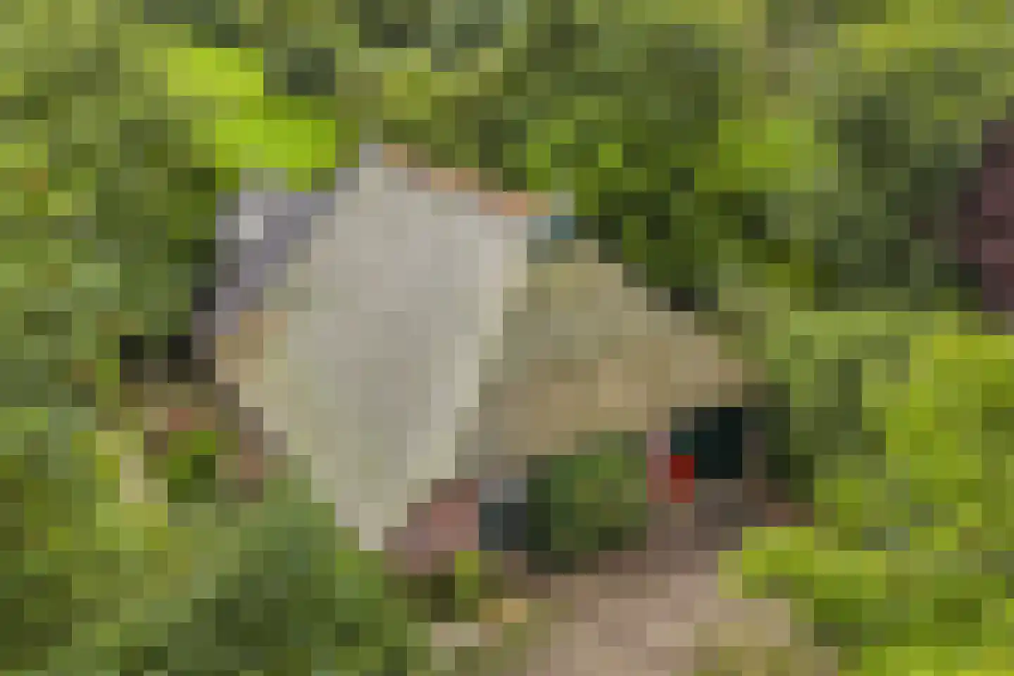 Legeloane 4 Augustinusga thumbnail 12