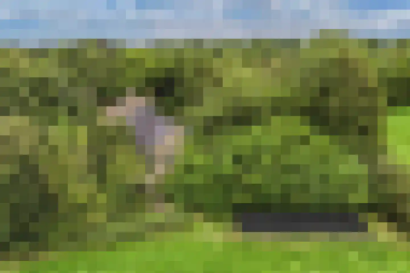 Legeloane 4 Augustinusga thumbnail 4