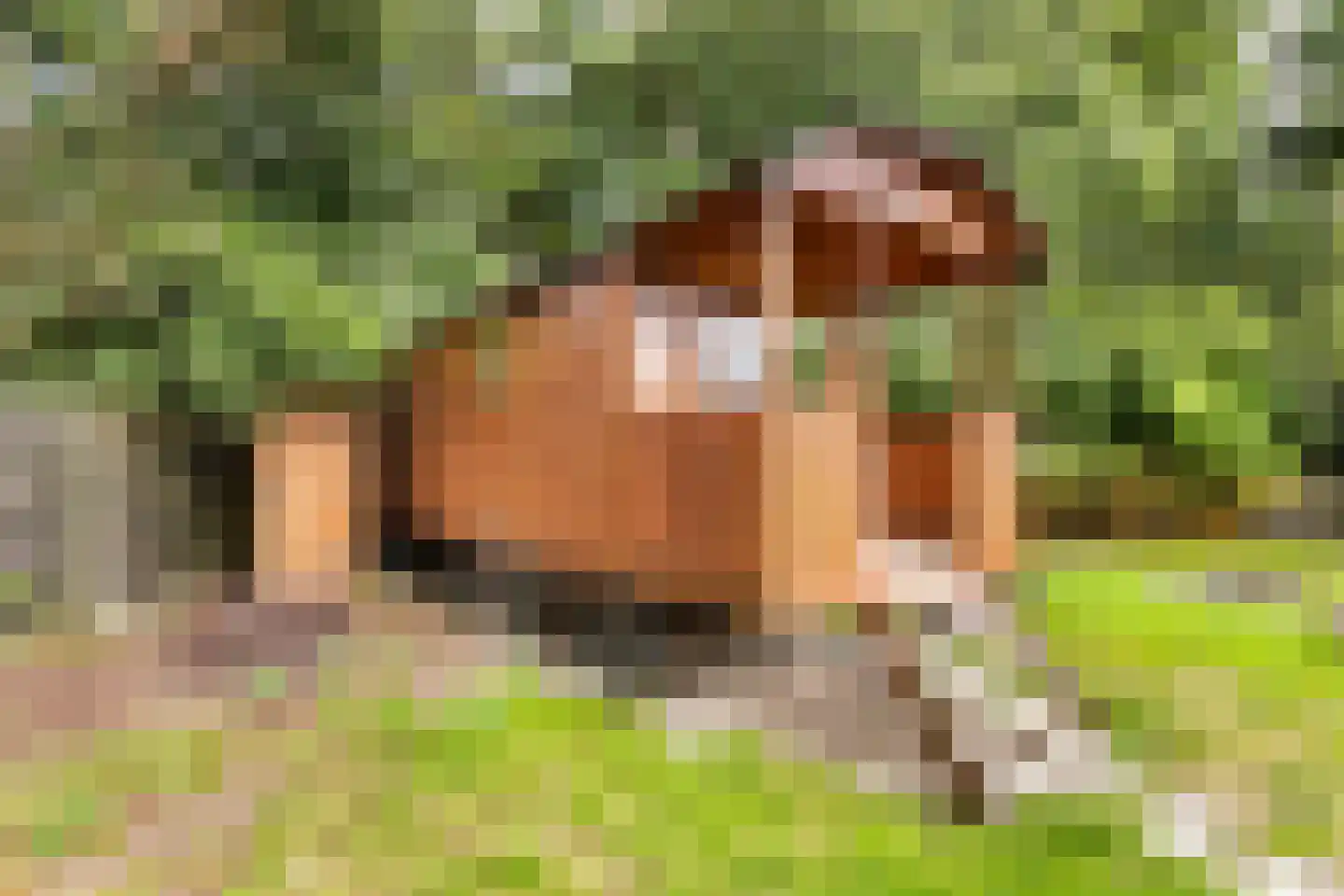 Legeloane 4 Augustinusga thumbnail 50