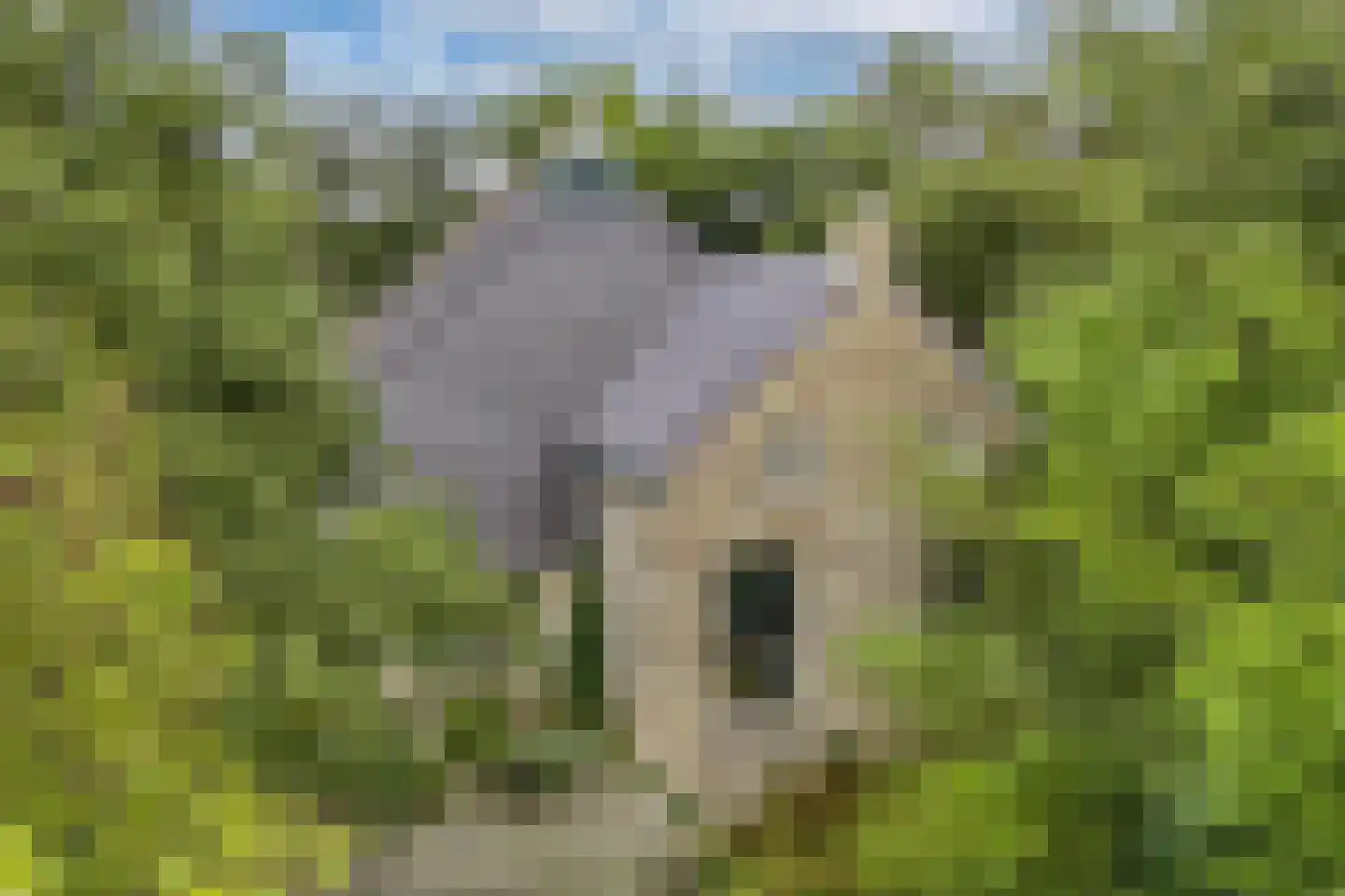 Legeloane 4 Augustinusga thumbnail 56