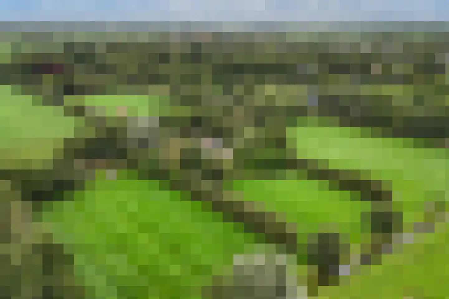 Legeloane 4 Augustinusga thumbnail 59