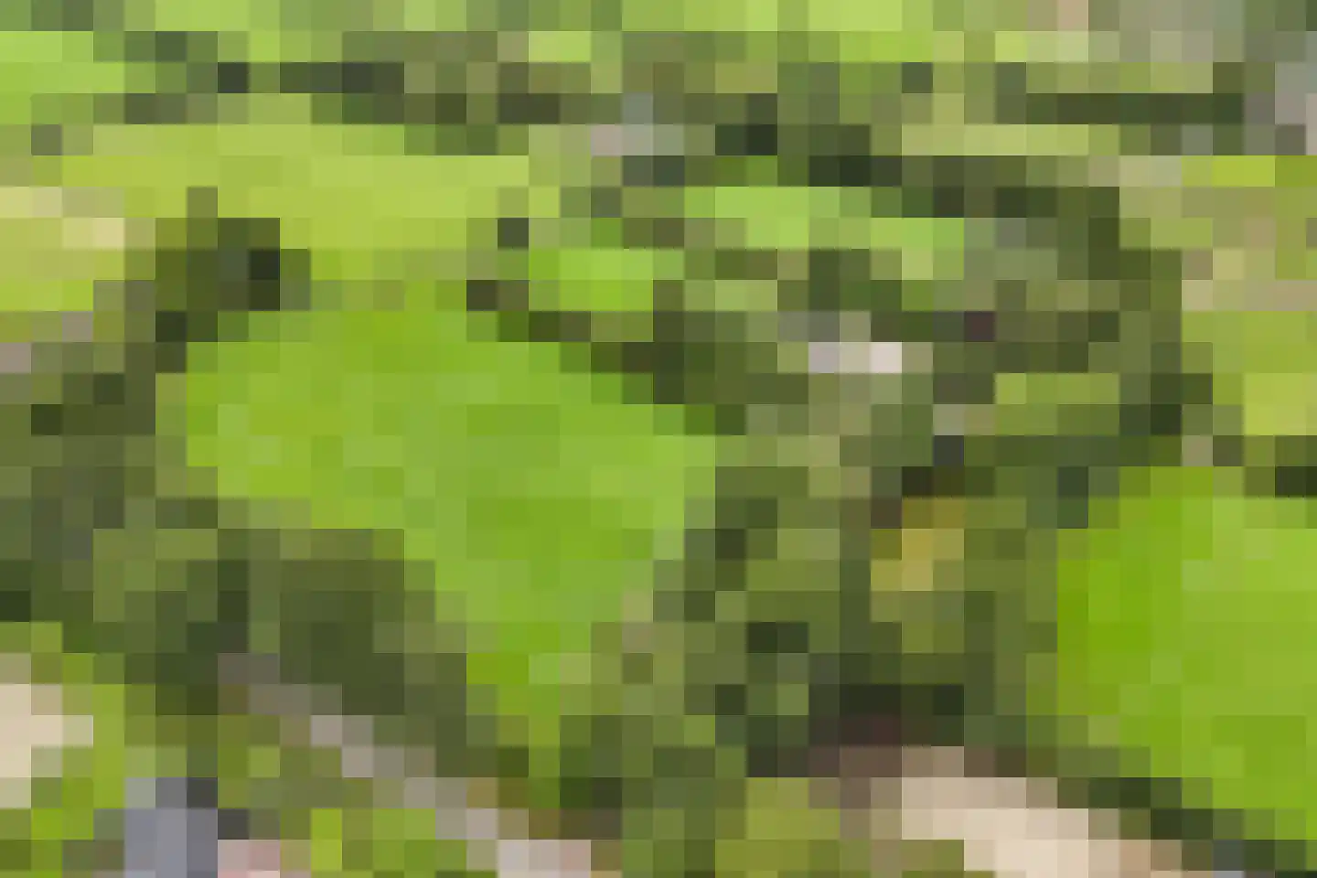 Legeloane 4 Augustinusga thumbnail 9