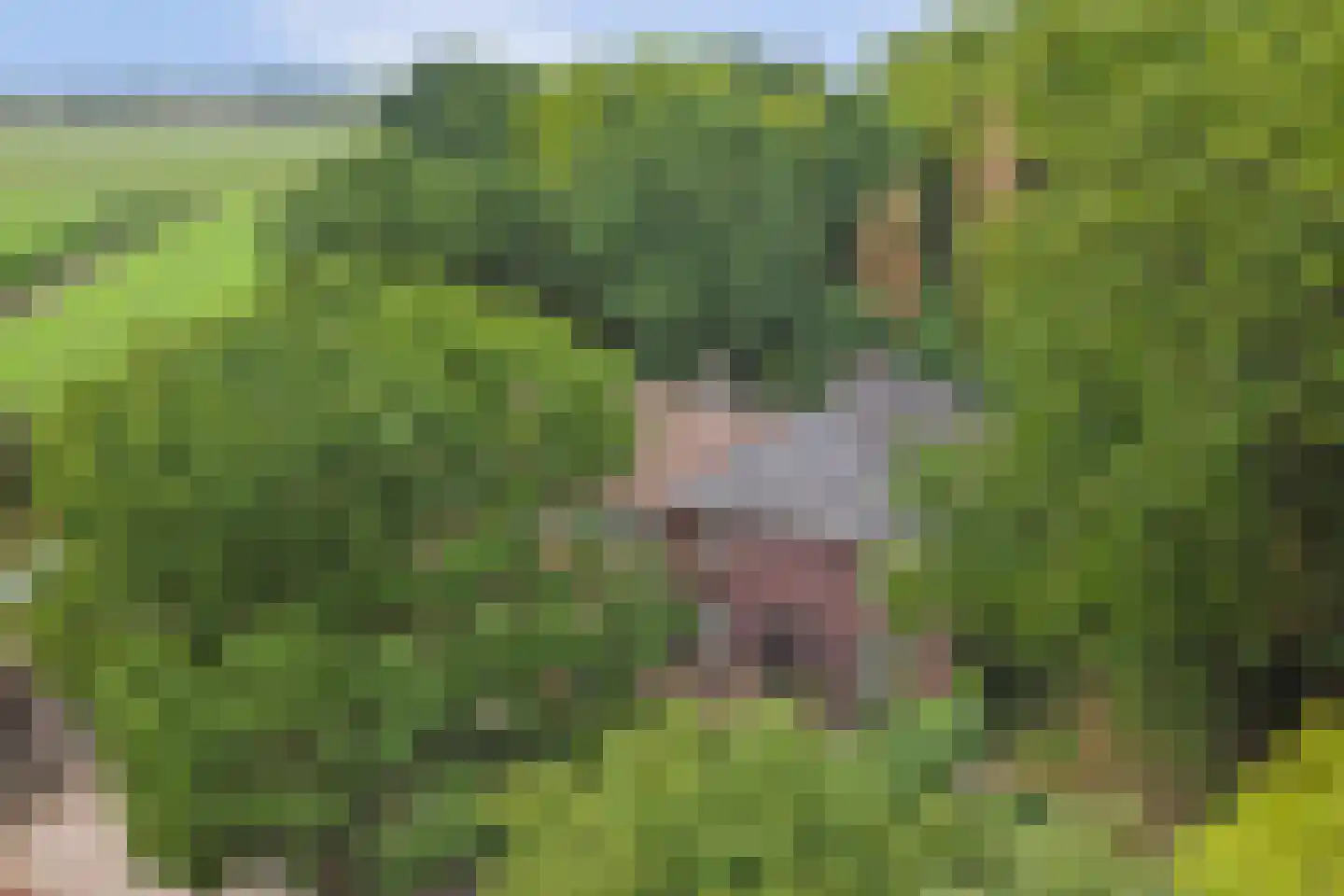 Legert 21 in Swolgen