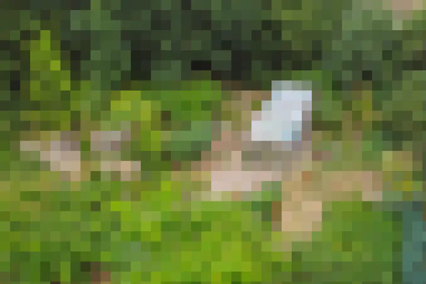 Legert 21 Swolgen thumbnail 34