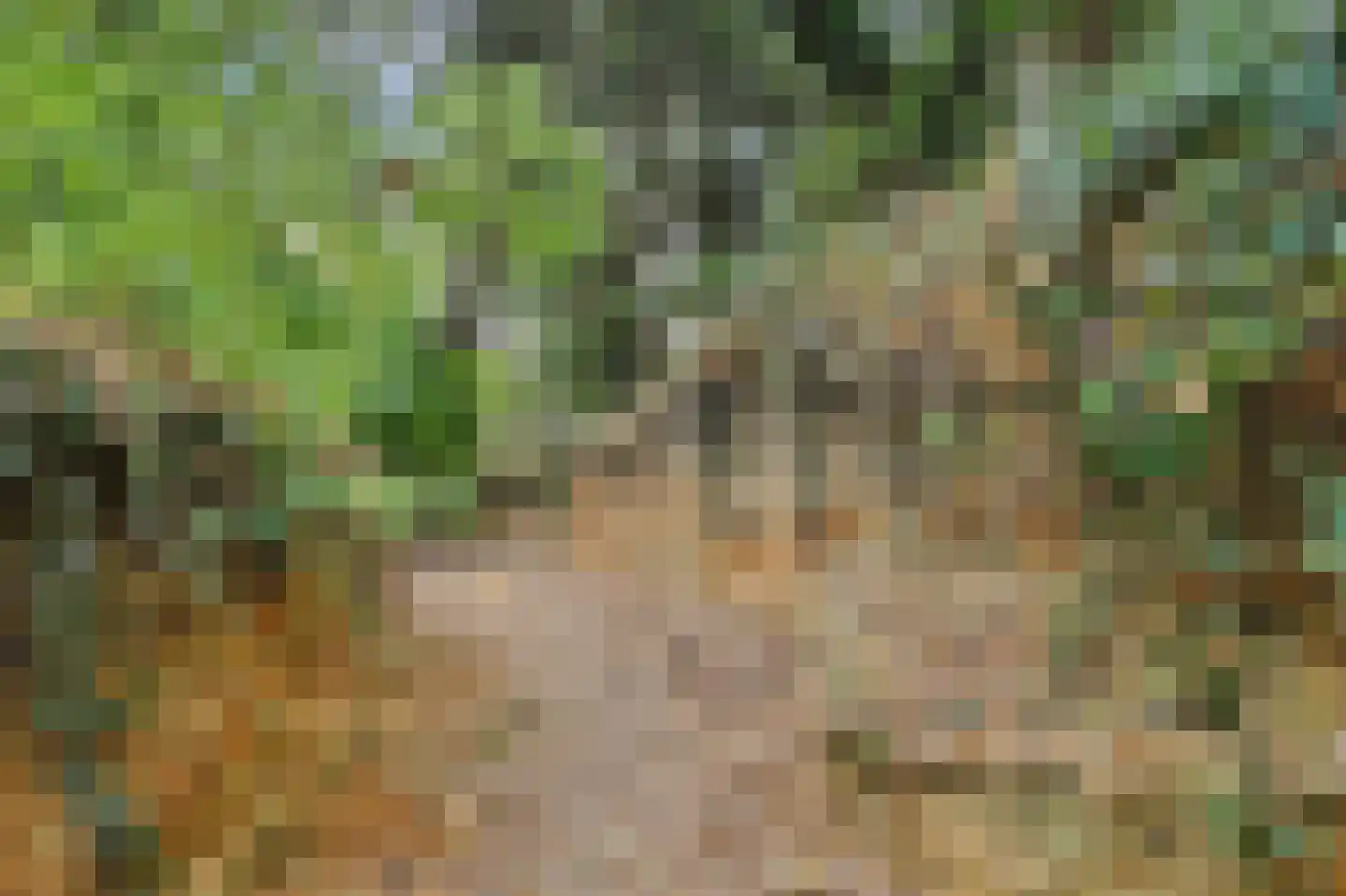 Legert 21 Swolgen thumbnail 38