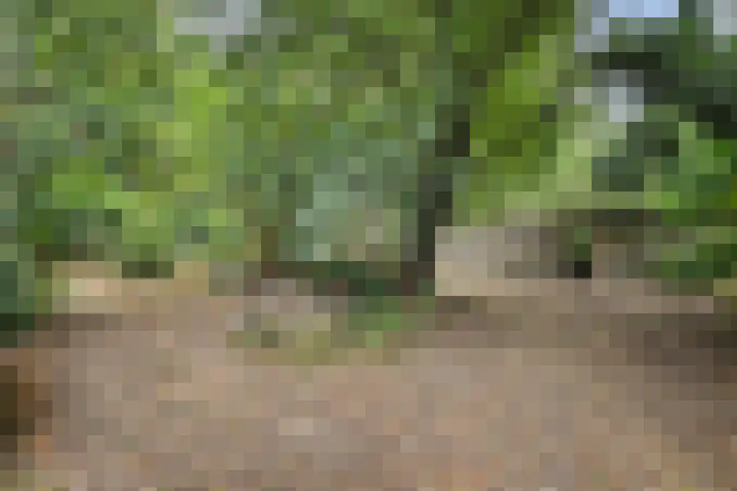 Legert 21 Swolgen thumbnail 39