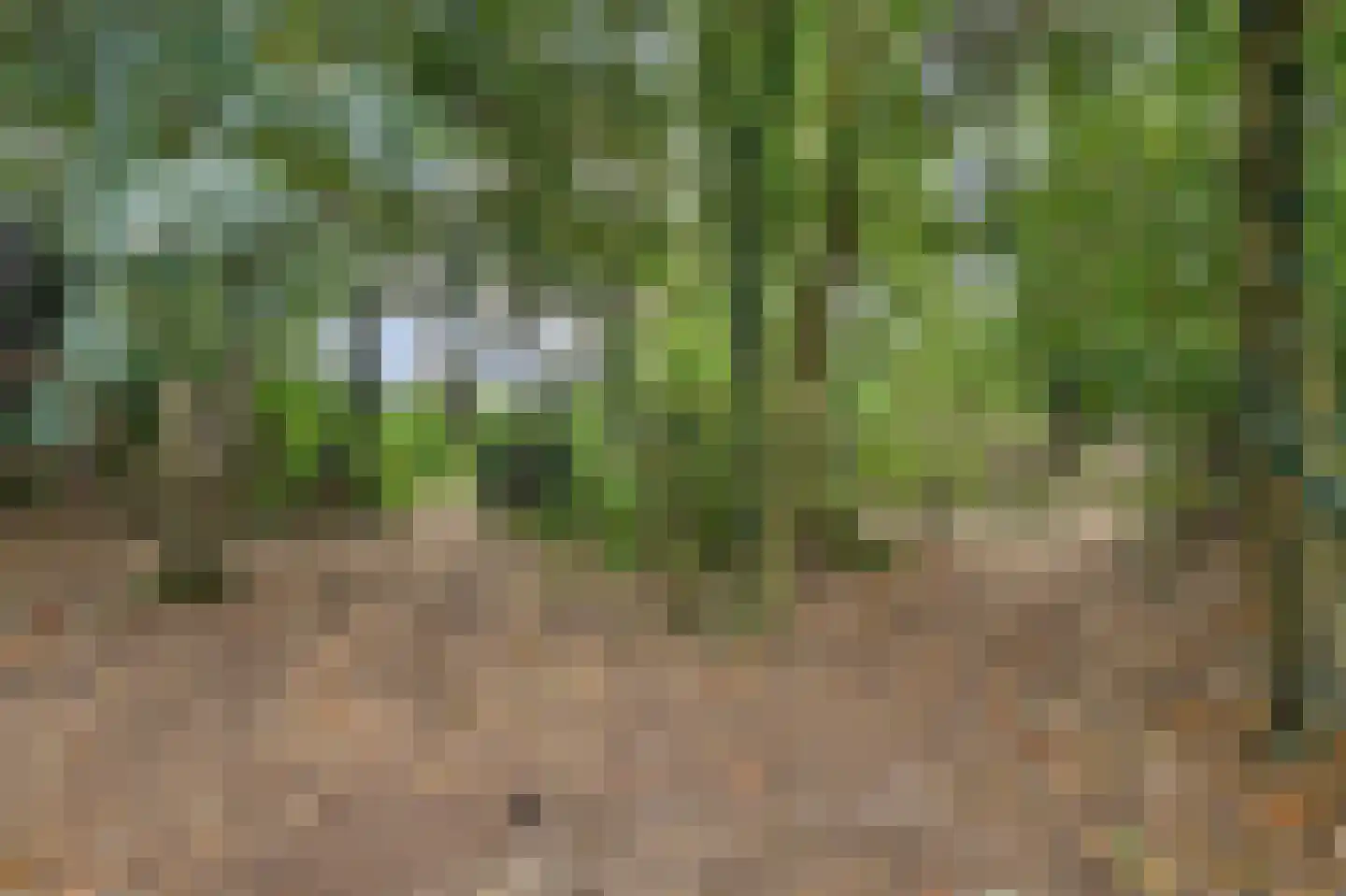 Legert 21 Swolgen thumbnail 40