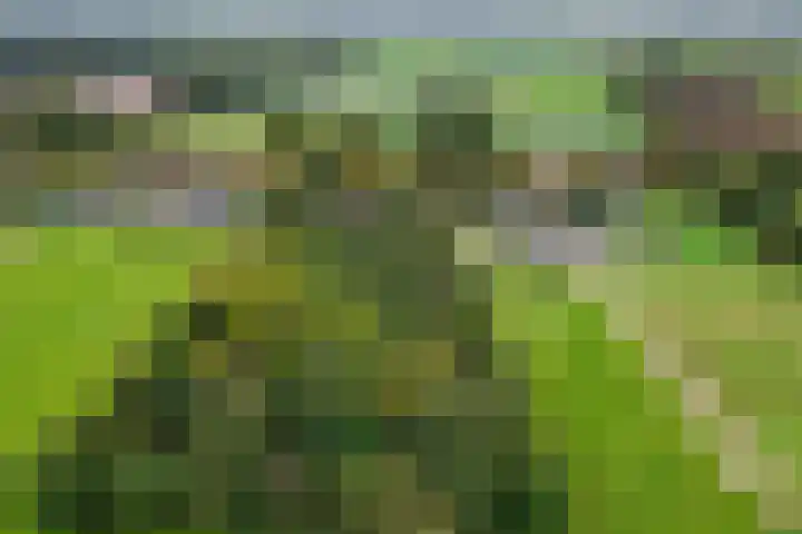 Leggelerstraat 8 Dwingeloo thumbnail 5