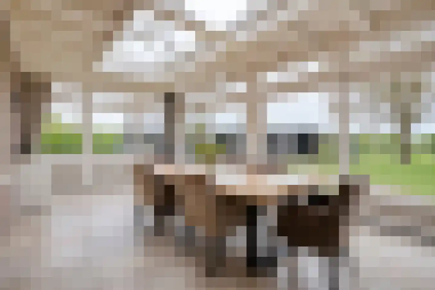 Leggeloo 50 Dwingeloo thumbnail 16