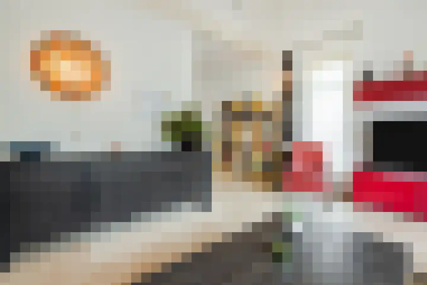 Leghorn 4 Meppel thumbnail 7