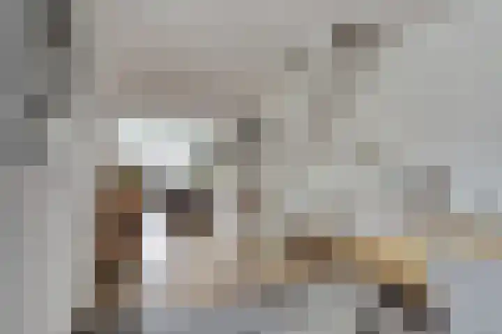 Leghorn 5 Schagerbrug thumbnail 13