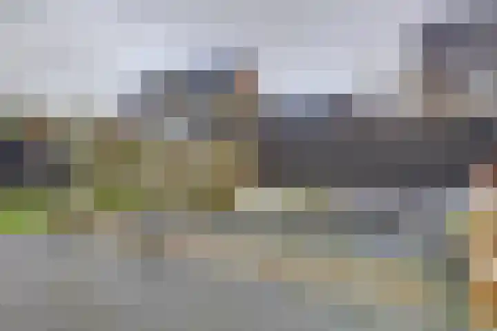 Leghorn 5 Schagerbrug thumbnail 22