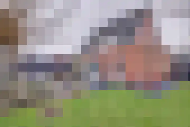 Leghorn 5 Schagerbrug thumbnail 6