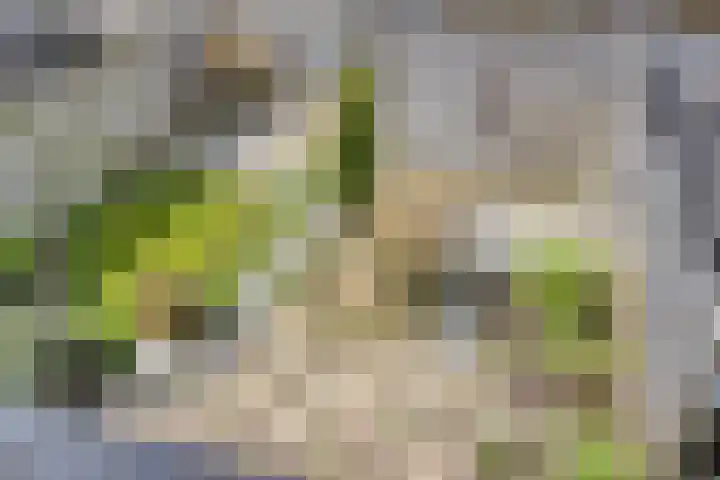 Legioen 77 Elst thumbnail 17