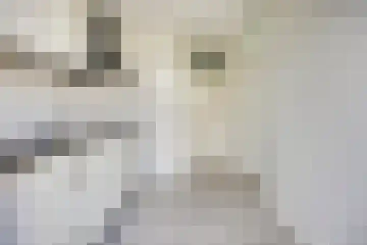 Leharstraat 18 Dongen thumbnail 13