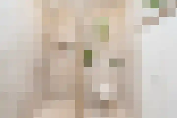 Leharstraat 65 Tilburg thumbnail 5