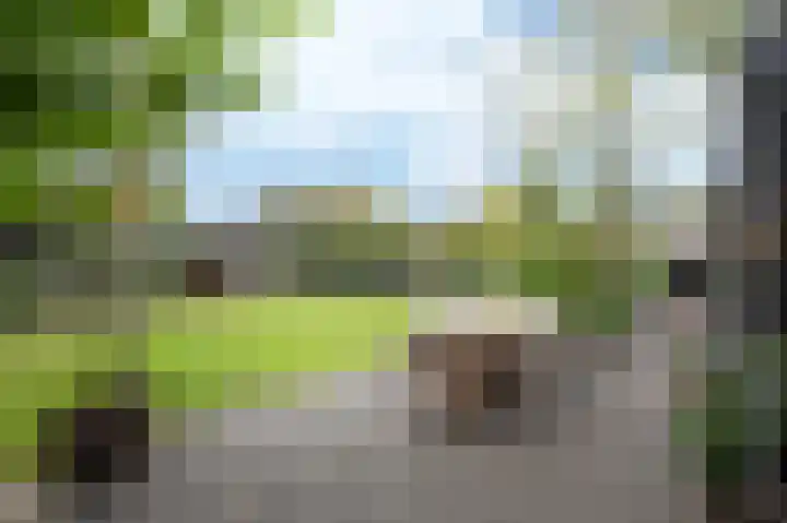 Leiboom 21 Oudenbosch thumbnail 34