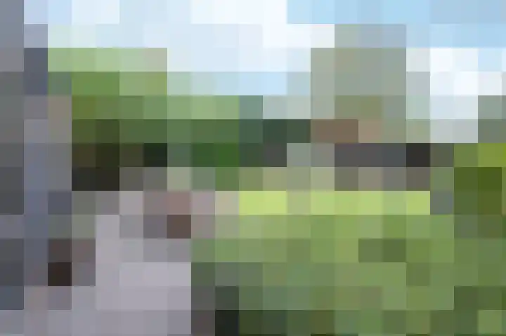 Leiboom 21 Oudenbosch thumbnail 35
