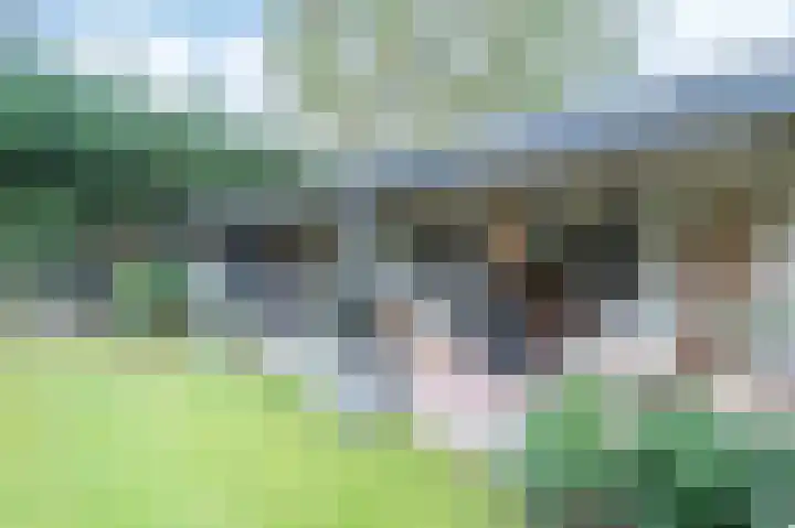 Leiboom 21 Oudenbosch thumbnail 39