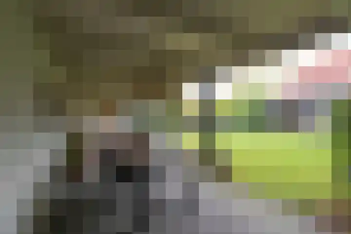 Leiboom 21 Oudenbosch thumbnail 40