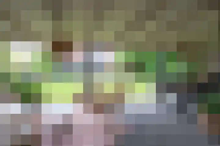 Leiboom 21 Oudenbosch thumbnail 41