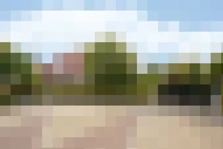 Leiboom 21 Oudenbosch thumbnail 5